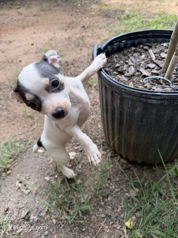 Miss Cinderella  – Chihuahua puppy for sale in Mooresville, NC