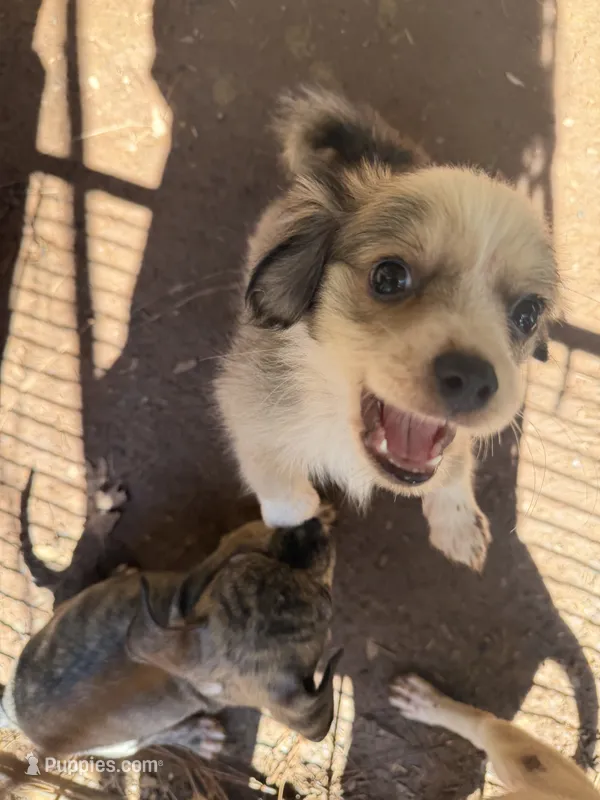Dusty – Chihuahua puppy for sale in Mooresville, NC