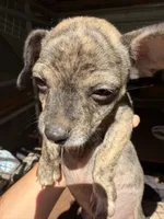 Rusty small, a male Chihuahua for sale in Mooresville, NC – 8 of 8