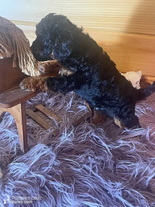 Pepe – Yorkipoo, Yorkshire Terrier puppy for sale in Crossville, TN