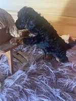 Pepe, a male Yorkipoo and Yorkshire Terrier for sale in Crossville, TN – 2 of 8
