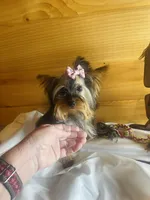 Tangaray, a female Yorkshire Terrier for sale in Crossville, TN – Photo 2 of 7
