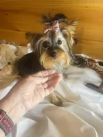 Tangaray, a female Yorkshire Terrier for sale in Crossville, TN – Photo 1 of 7