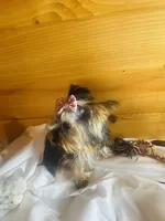 Tangaray, a female Yorkshire Terrier for sale in Crossville, TN – Photo 4 of 7