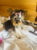 Tangaray, a female Yorkshire Terrier for sale in Crossville, TN – Photo 3 of 7