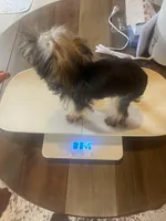 Tangaray, a female Yorkshire Terrier for sale in Crossville, TN – Photo 7 of 7