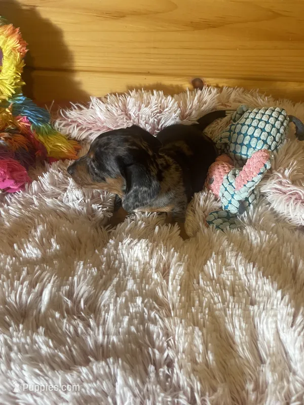 Trish – Miniature Dachshund puppy for sale in Crossville, TN
