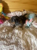 Trish, a female Miniature Dachshund for sale in Crossville, TN – 3 of 6
