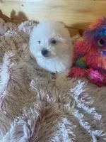 Molly, a female Maltipoo for sale in Crossville, TN – 2 of 7