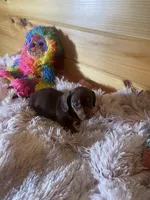 Delilah, a female Miniature Dachshund for sale in Crossville, TN – 6 of 7