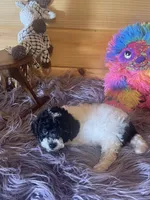 Sid, a male Yorkipoo and Yorkshire Terrier for sale in Crossville, TN – 5 of 6