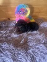 Star, a female Yorkipoo and Yorkshire Terrier for sale in Crossville, TN – 5 of 6