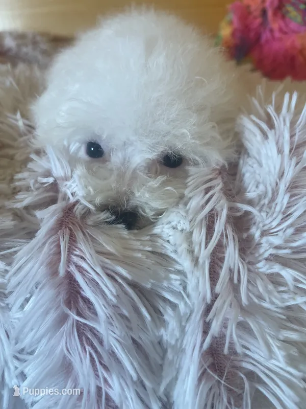 Molly – Maltipoo puppy for sale in Crossville, TN