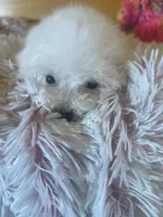Molly, a female Maltipoo for sale in Crossville, TN – 1 of 7