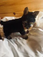 Romeo, a male Yorkshire Terrier for sale in Crossville, TN – Photo 5 of 10