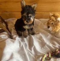 Romeo, a male Yorkshire Terrier for sale in Crossville, TN – Photo 6 of 10