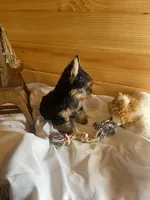 Romeo, a male Yorkshire Terrier for sale in Crossville, TN – Photo 9 of 10