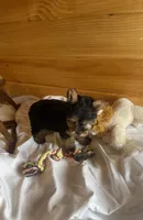 Romeo, a male Yorkshire Terrier for sale in Crossville, TN – Photo 3 of 10