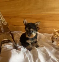 Romeo, a male Yorkshire Terrier for sale in Crossville, TN – Photo 7 of 10