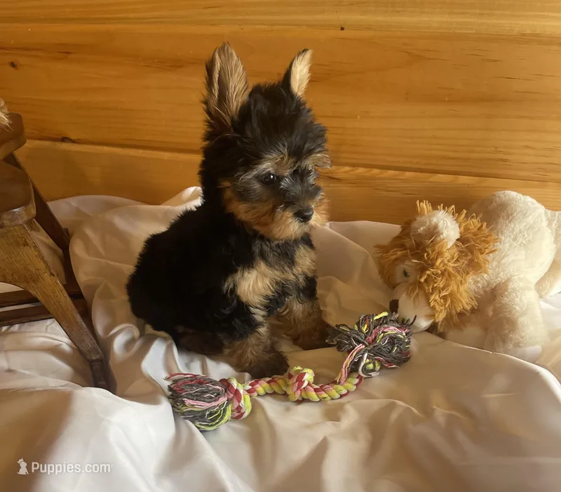 Romeo – Yorkshire Terrier puppy for sale in Crossville, TN