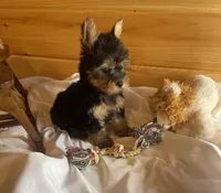 Romeo, a male Yorkshire Terrier for sale in Crossville, TN – Photo 4 of 10