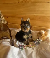 Romeo, a male Yorkshire Terrier for sale in Crossville, TN – Photo 8 of 10
