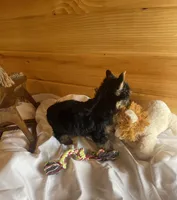 Romeo, a male Yorkshire Terrier for sale in Crossville, TN – Photo 2 of 10