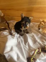 Romeo, a male Yorkshire Terrier for sale in Crossville, TN – Photo 10 of 10