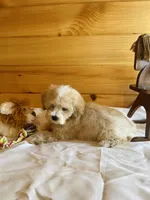 Miles, a male Maltipoo for sale in Crossville, TN – Photo 6 of 6