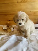 Miles, a male Maltipoo for sale in Crossville, TN – Photo 5 of 6