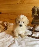 Miles, a male Maltipoo for sale in Crossville, TN – Photo 4 of 6