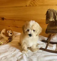 Miles, a male Maltipoo for sale in Crossville, TN – Photo 2 of 6