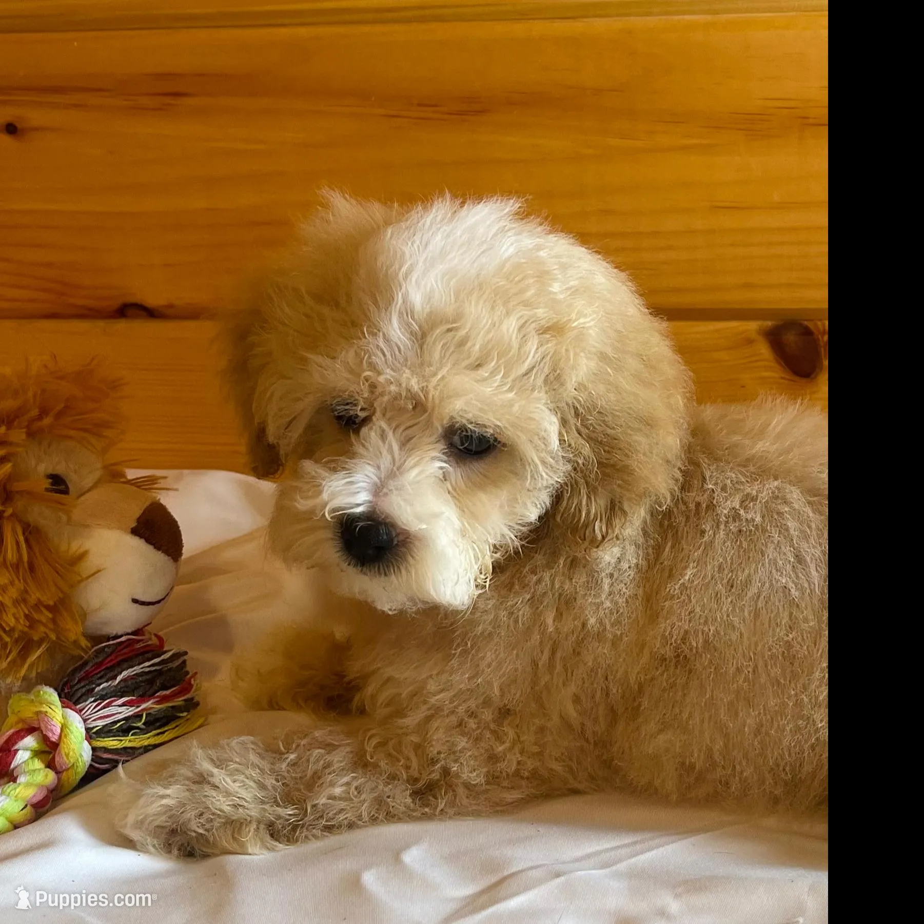 Miles – Maltipoo puppy for sale in Crossville, TN