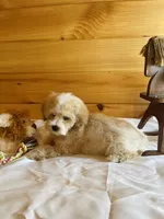 Miles, a male Maltipoo for sale in Crossville, TN – Photo 3 of 6