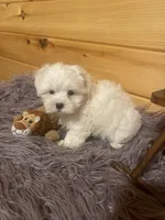 Dexter, a male Maltese and Mal Shi for sale in Crossville, TN – 1 of 6