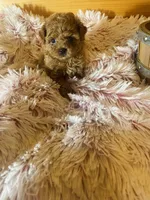 Lizzie, a female Maltipoo for sale in Crossville, TN – 3 of 7