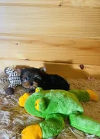 Max, a male Yorkshire Terrier for sale in Crossville, TN – 3 of 8
