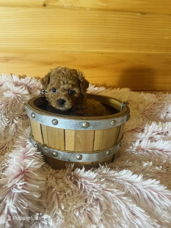 Lizzie – Maltipoo puppy for sale in Crossville, TN