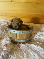 Lizzie, a female Maltipoo for sale in Crossville, TN – 7 of 7