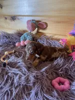 Daphne, a female Miniature Dachshund for sale in Crossville, TN – 3 of 7