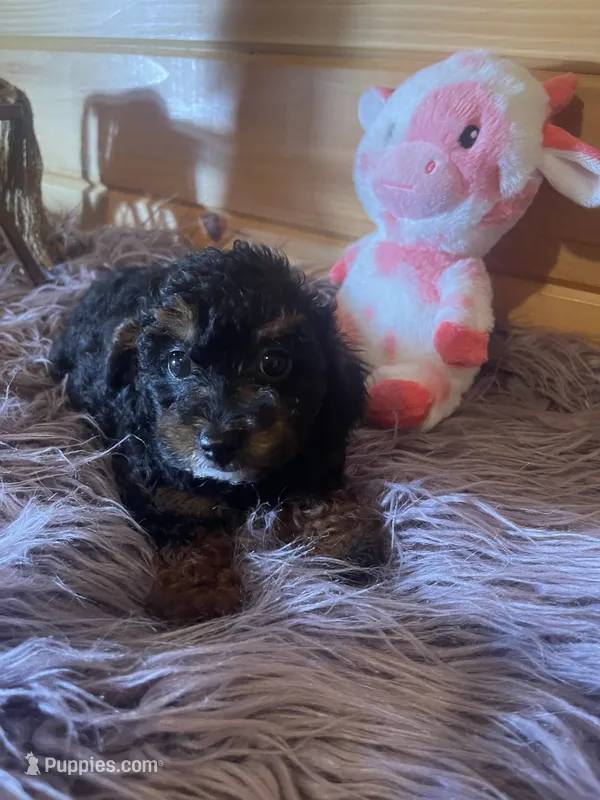 Star – Yorkipoo, Yorkshire Terrier puppy for sale in Crossville, TN
