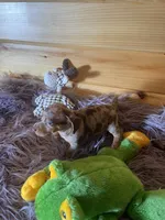 Devon, a male Miniature Dachshund for sale in Crossville, TN – 2 of 7