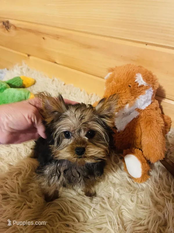 Howie – Yorkshire Terrier puppy for sale in Crossville, TN