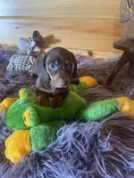Dagger, a male Miniature Dachshund for sale in Crossville, TN – 5 of 7