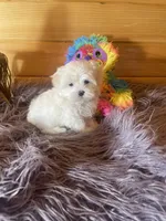 Heidi, a female Maltese and Mal Shi for sale in Crossville, TN – 2 of 6