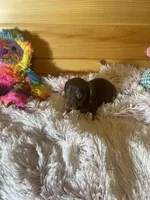 Delilah, a female Miniature Dachshund for sale in Crossville, TN – 7 of 7