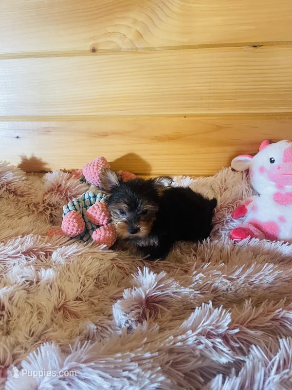 Chantilly – Yorkshire Terrier puppy for sale in Crossville, TN