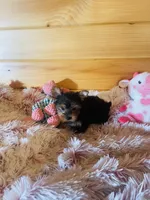 Chantilly, a female Yorkshire Terrier for sale in Crossville, TN – 4 of 6