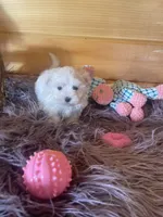 Eva, a female Maltese and Mal Shi for sale in Crossville, TN – 2 of 5