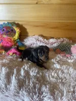 Trish, a female Miniature Dachshund for sale in Crossville, TN – 4 of 6